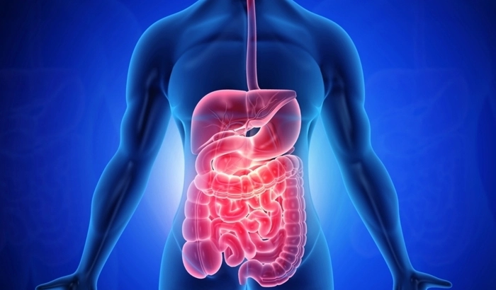 Amikor az emésztés lassul: amit 50 felett tudni érdemes